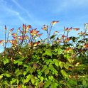 Ipomoea lobata 'Jungle Queen'